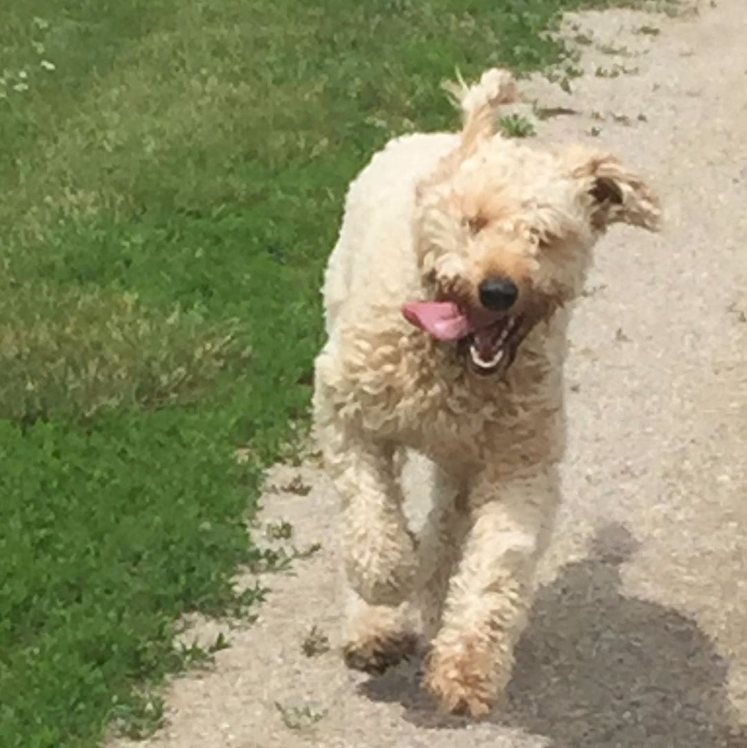 Profile of Joe Arneson