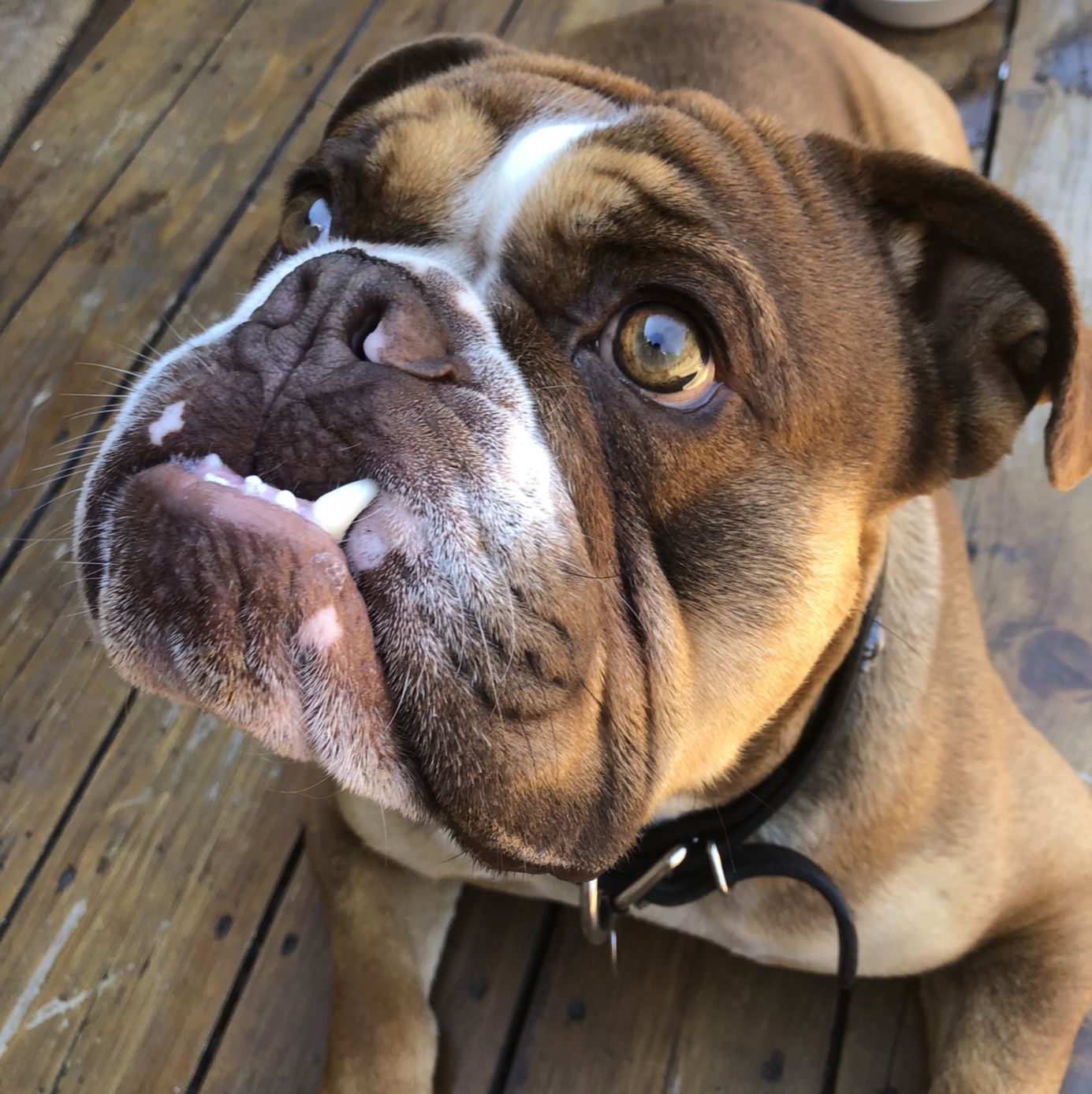 Profile of Paul Broomhall