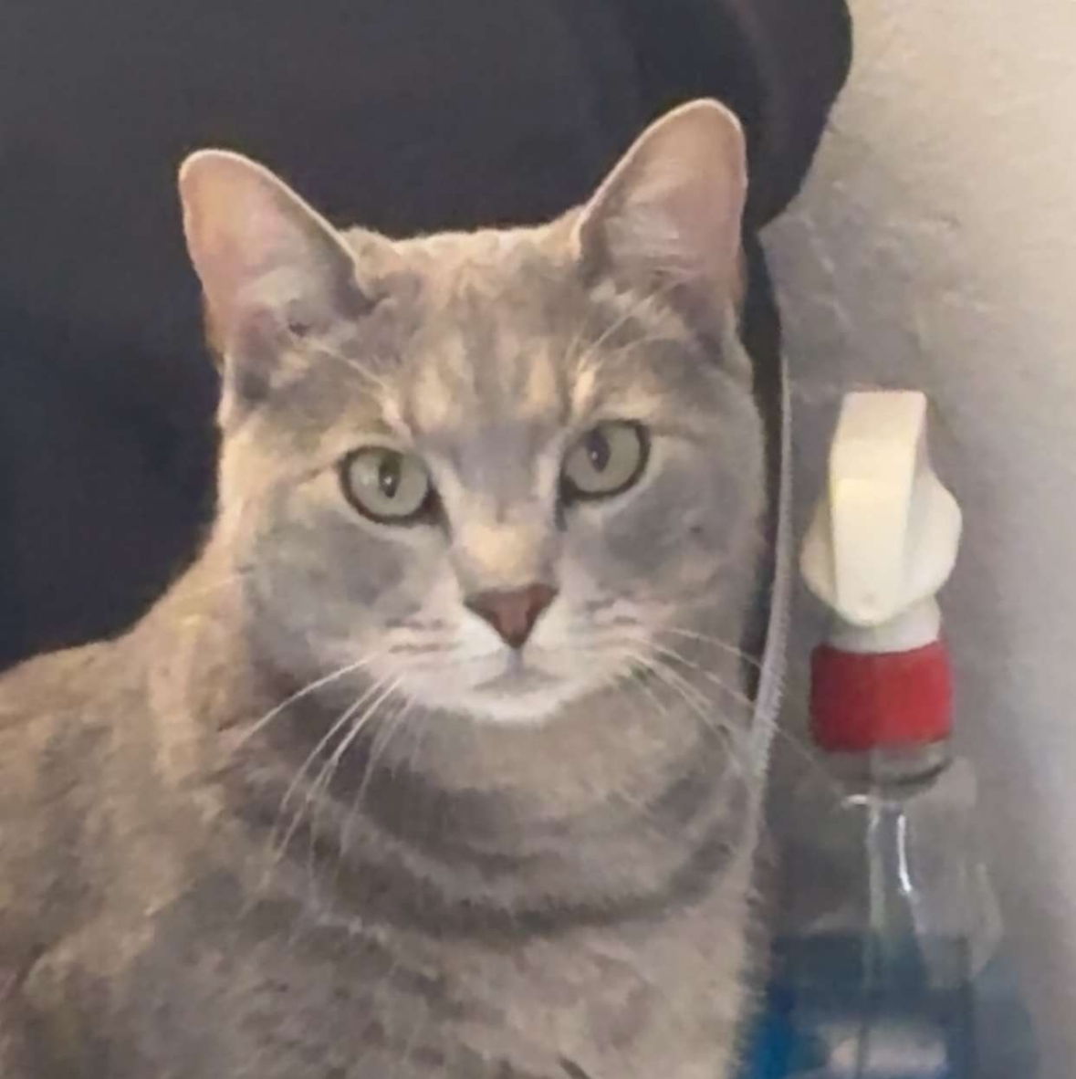 Profile of Chris Nicolo-Gill