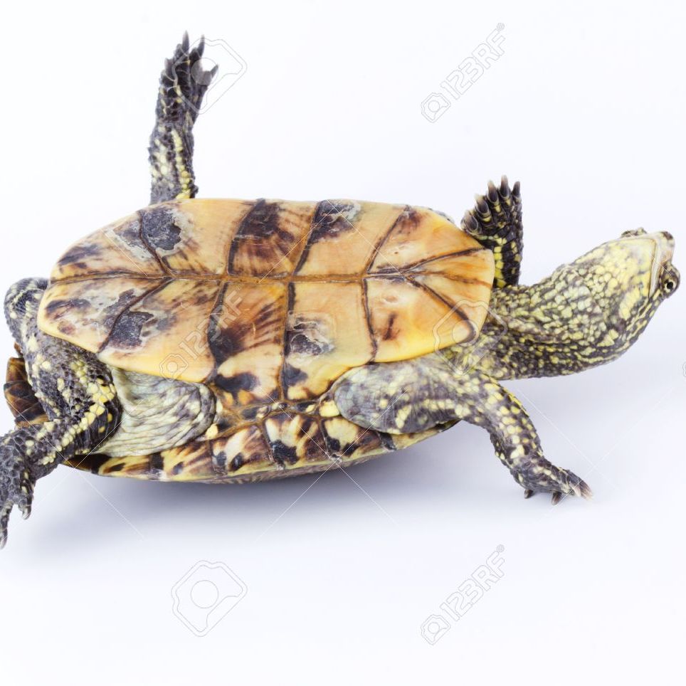 Profile of Edward Hessel