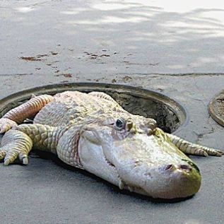 Profile of Ted Mendham