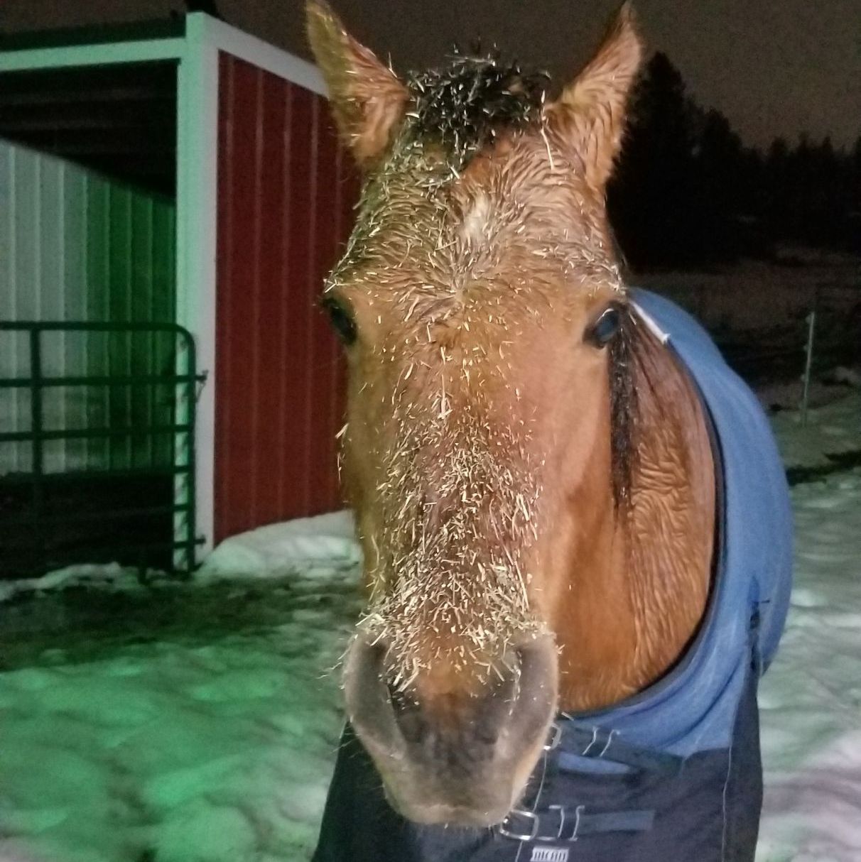 Profile of Crystal Bingham