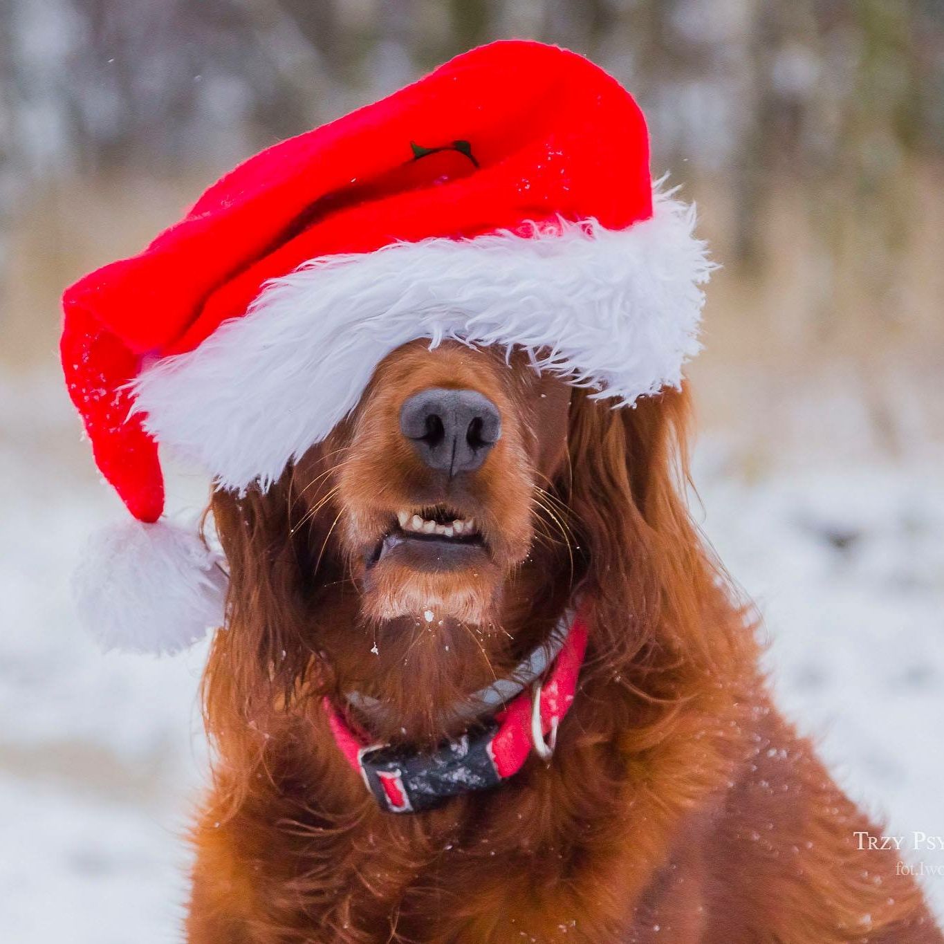 Profile of Chris Cohen-Richards