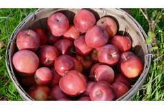 Apple Harvest Express