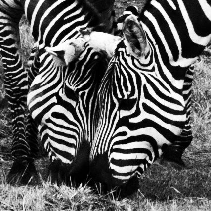 Profile of Sharon Myers