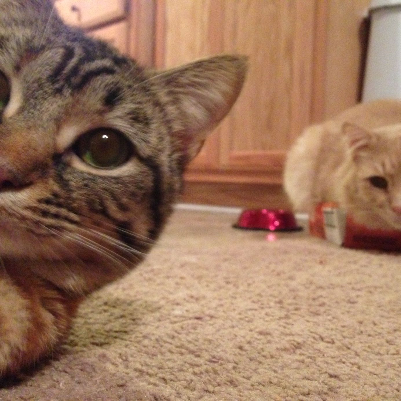 Profile of Emily Stafford