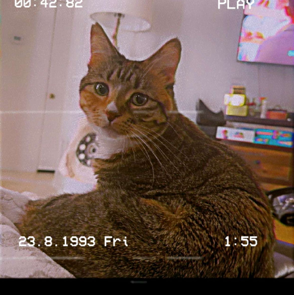 Profile of Elizabeth Shurley