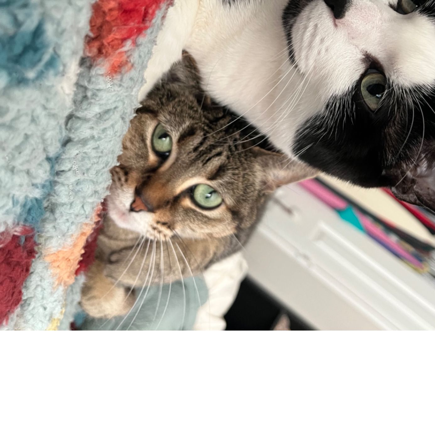 Profile of Conner Phillips