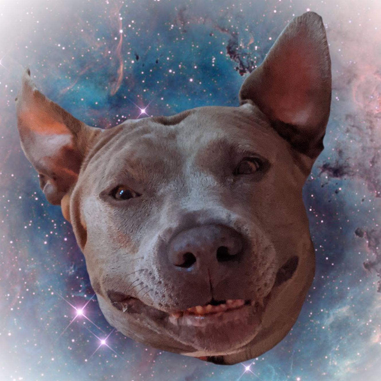 Profile of Justin Trudeau