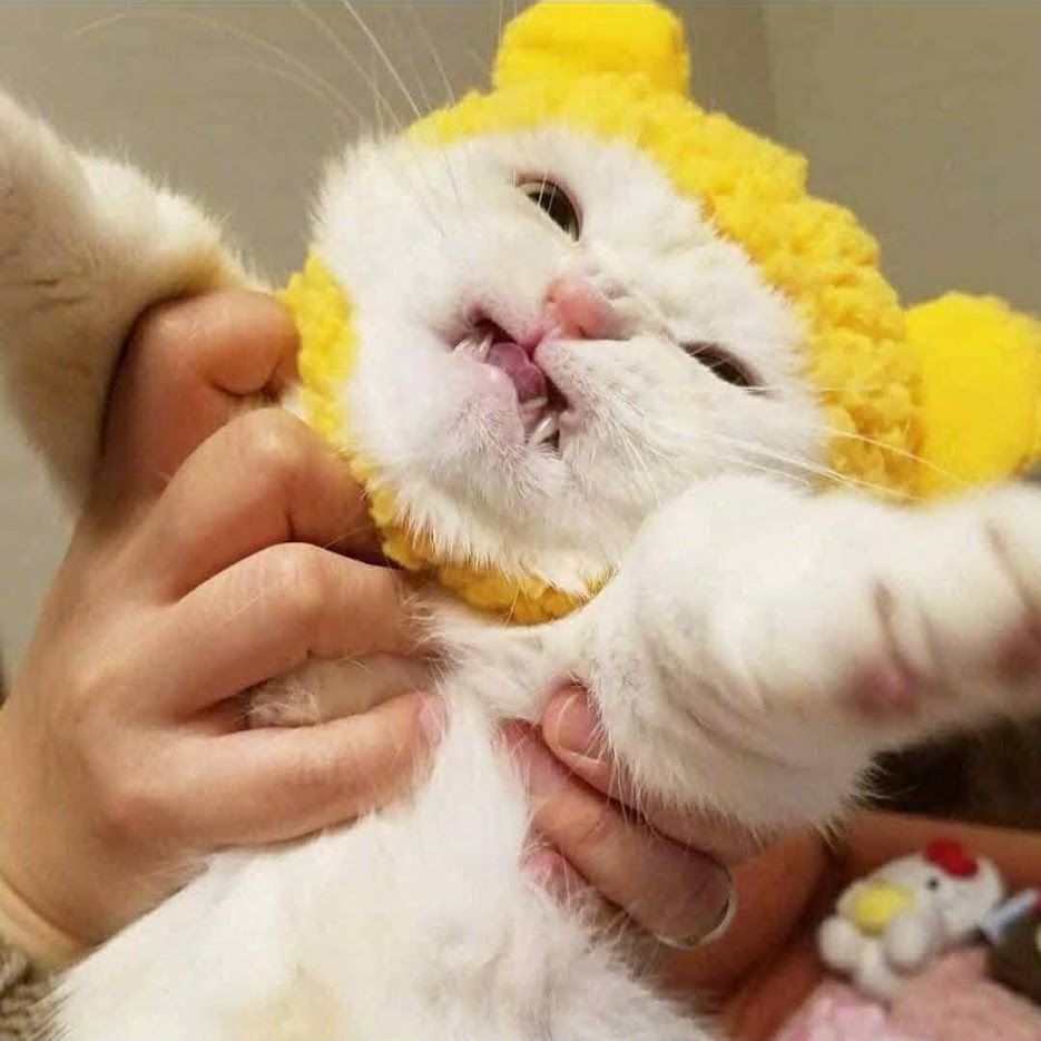 Profile of Wesley Schweitzer