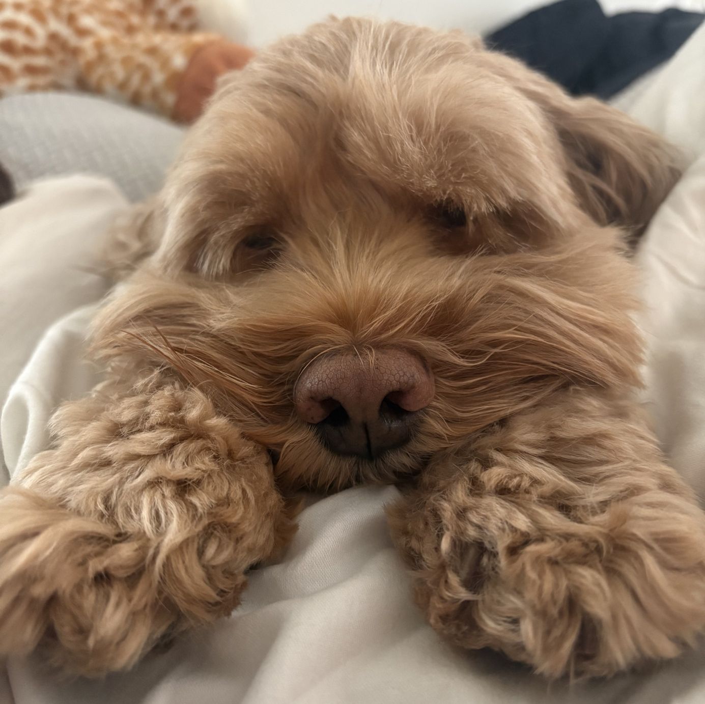 Profile of Stephen Brooks