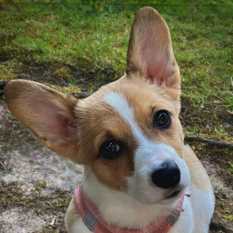 Profile of Willow the Wisp Lombardi