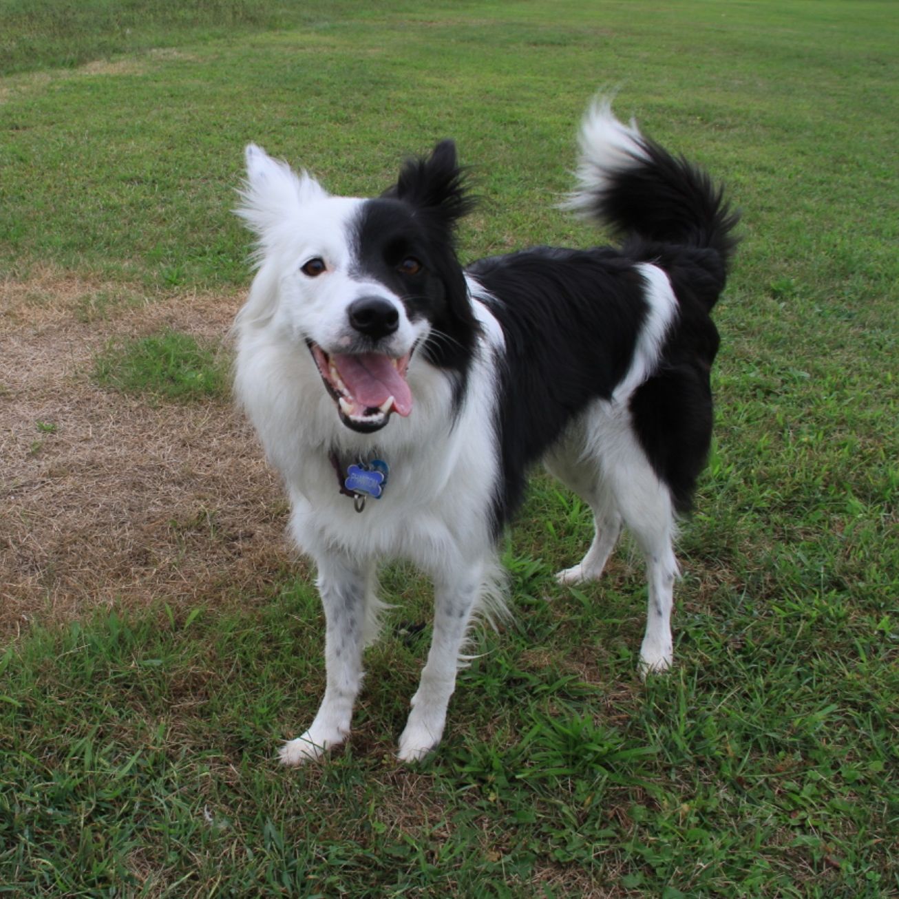 Profile of Lester Seal