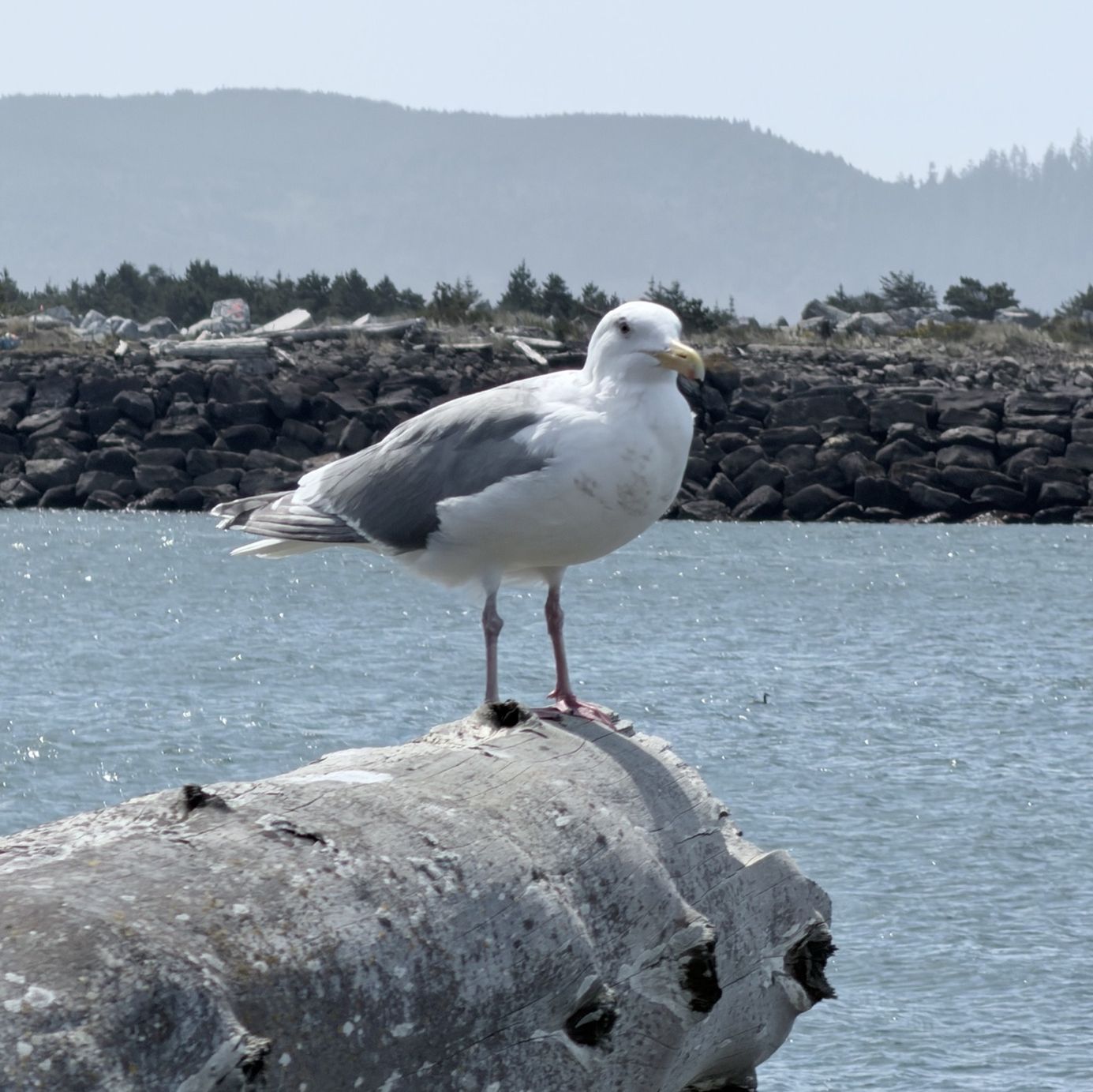 Profile of Carmine Maraglio