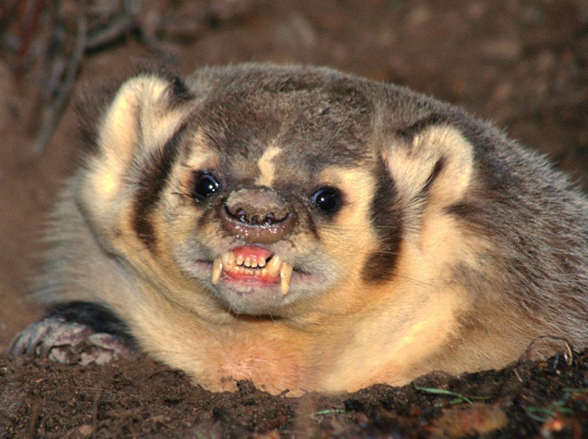 Profile of Ryan Knowlton