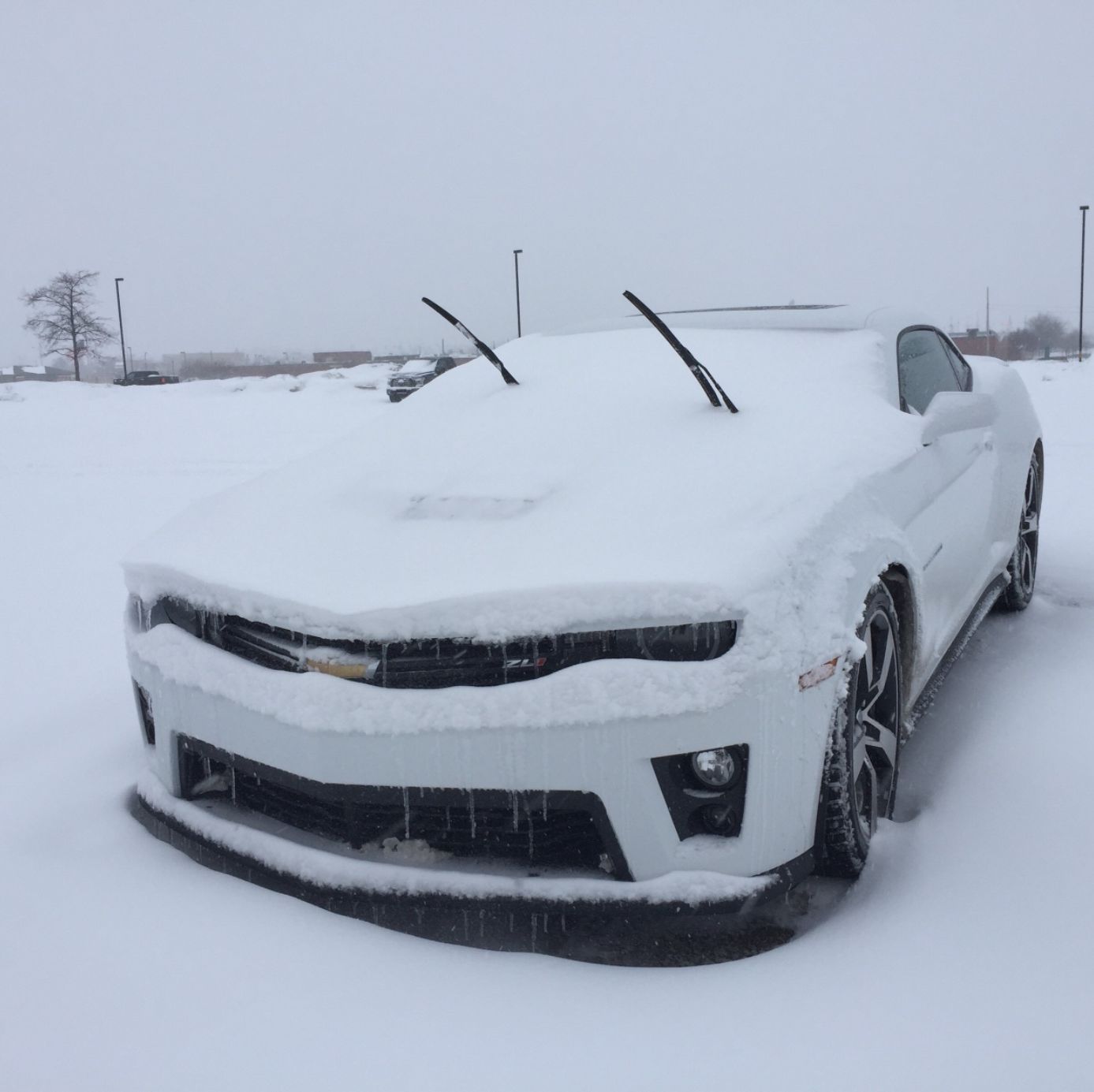 Profile of Paulo Saiani