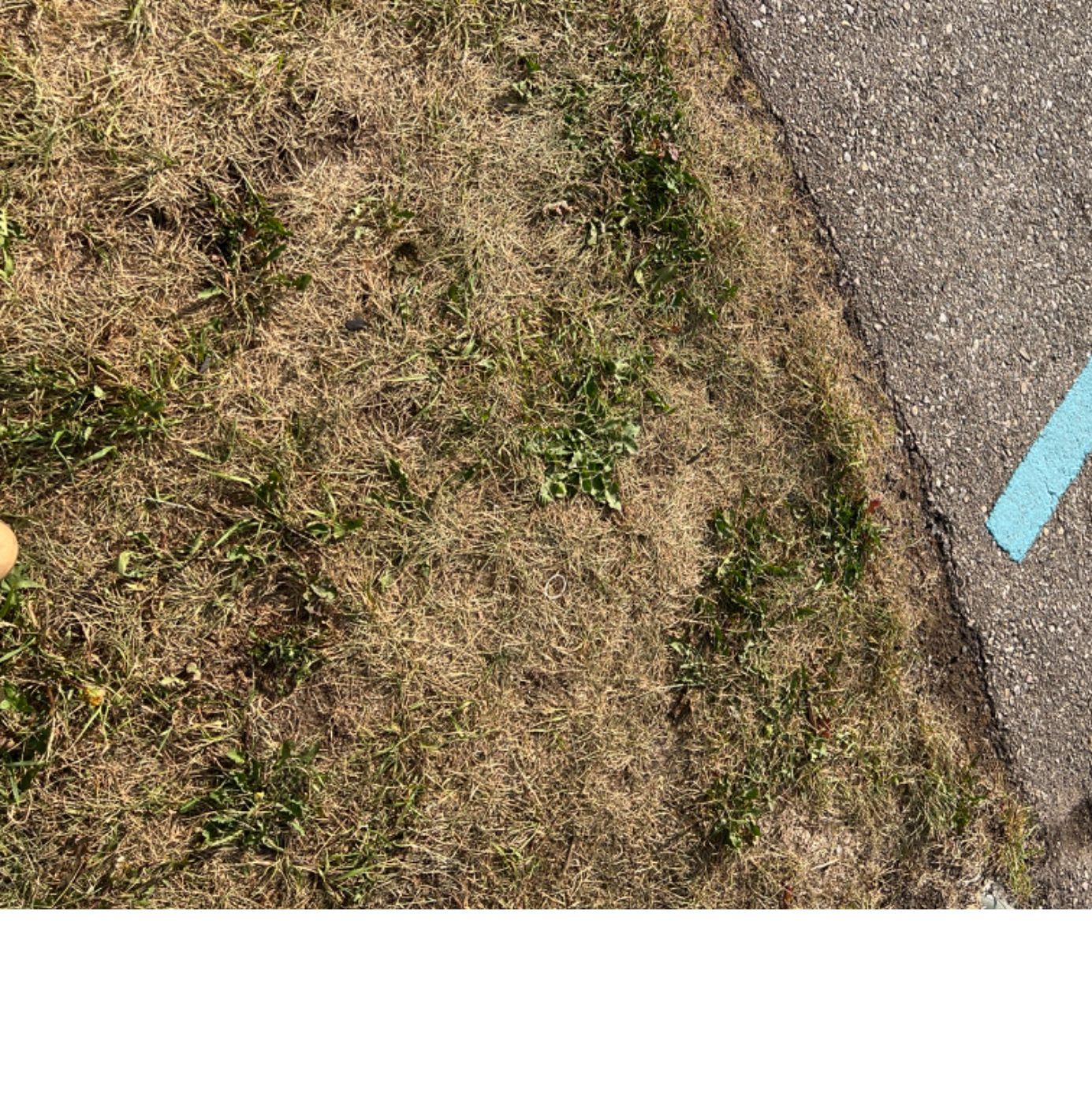 Profile of Aarav Toor