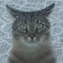 Profile of Paolo Bernola