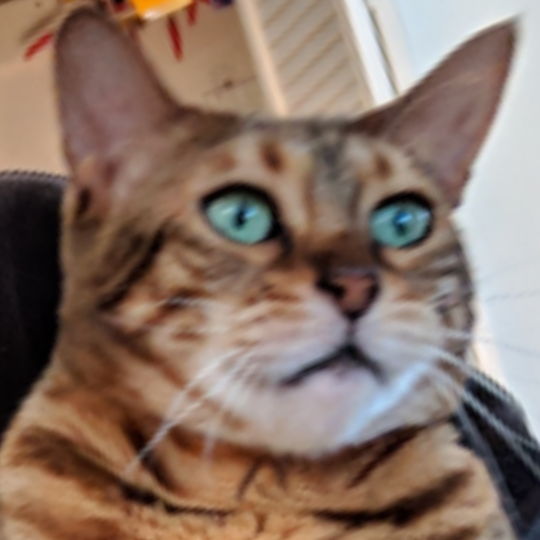 Profile of Bronson VanWingerden