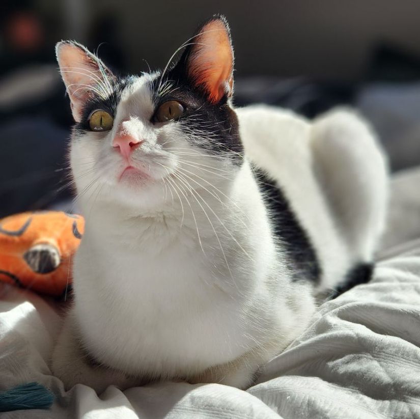 Profile of Nelson Toy