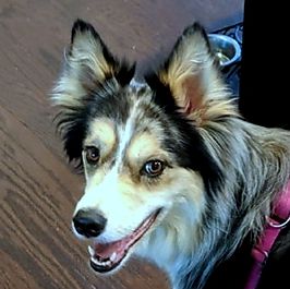 Profile of Mark Pullen