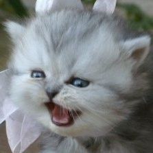 Profile of Laura Braverman