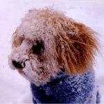 Profile of Fred Ferguson