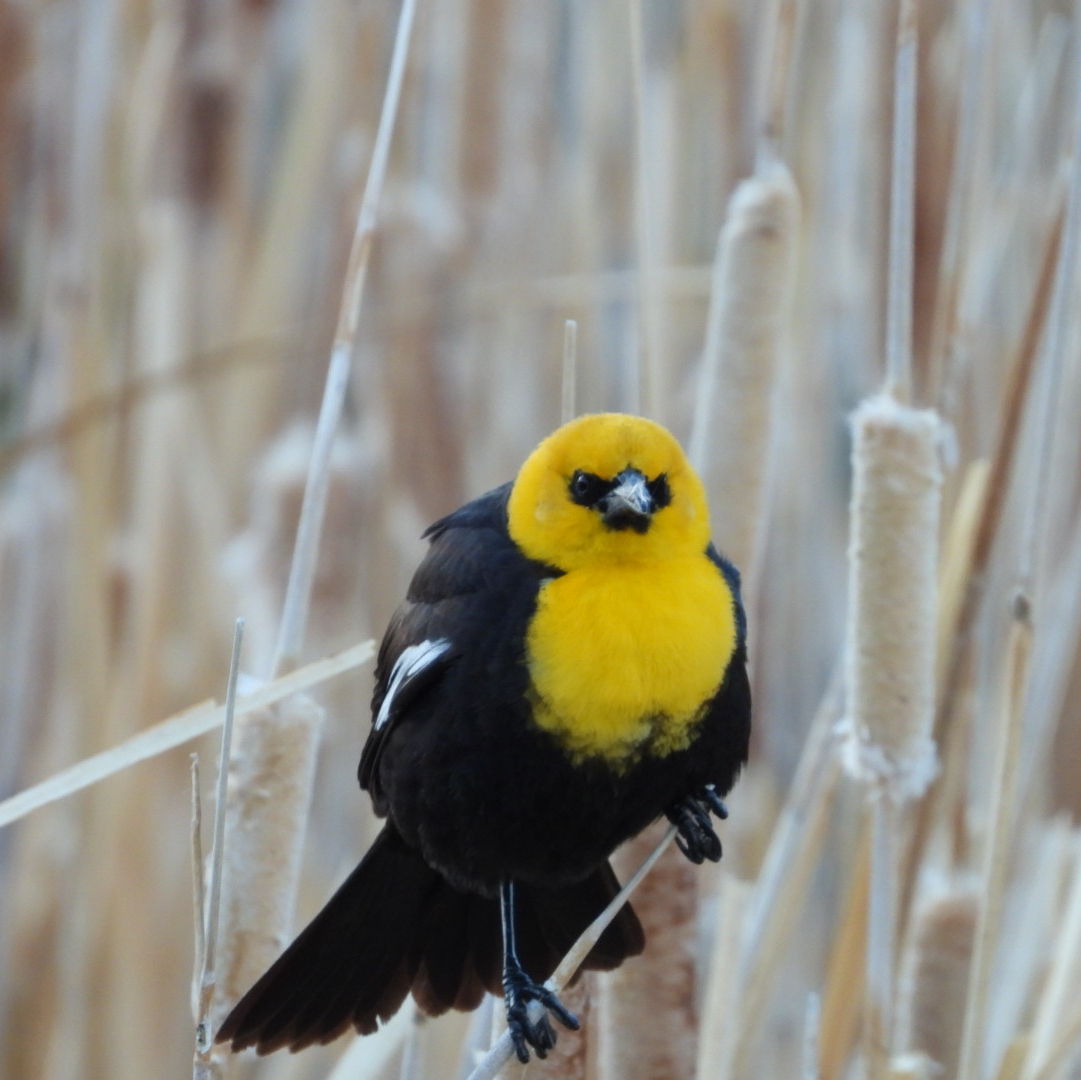 Profile of David Ramos