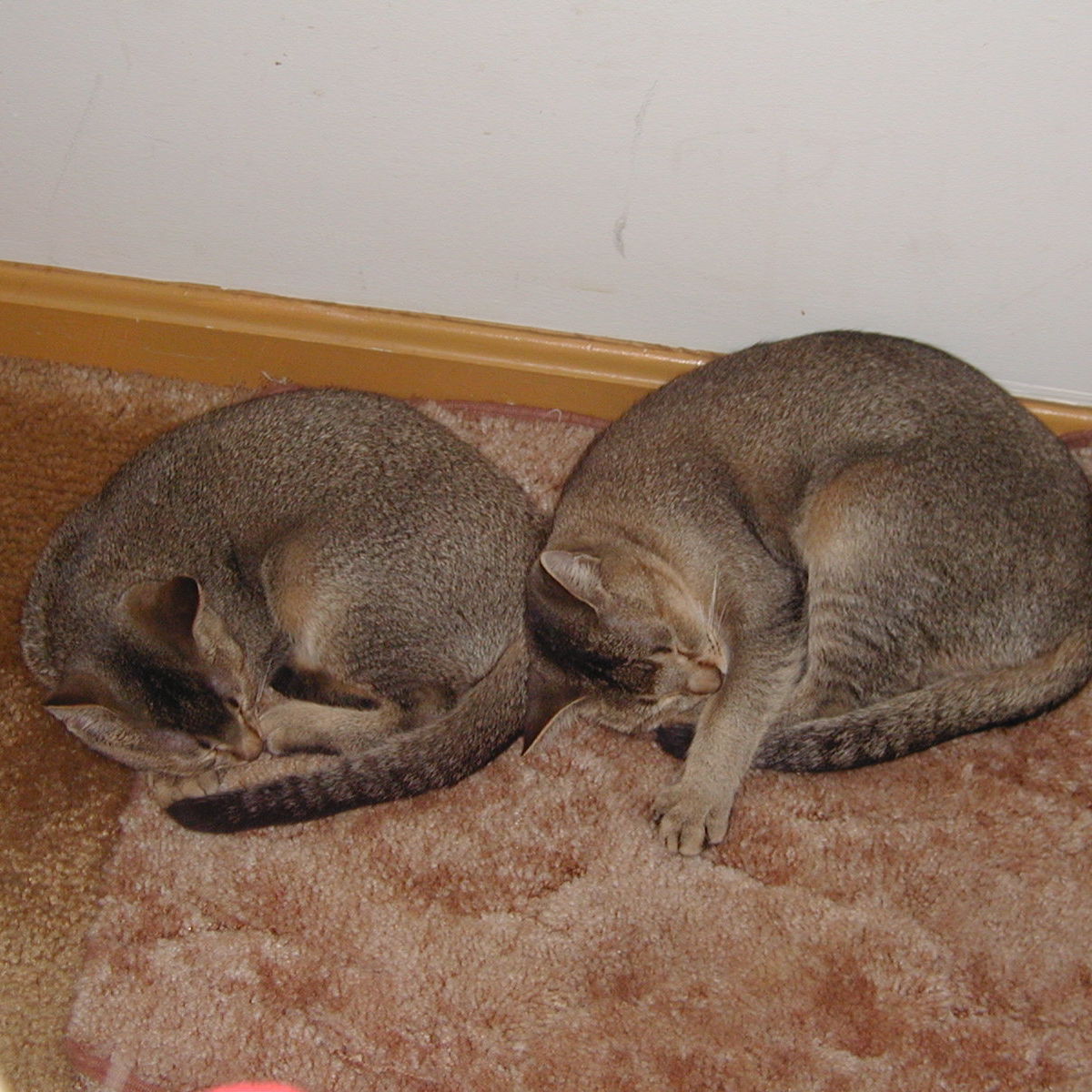 Profile of Sarah Hodges-Austin