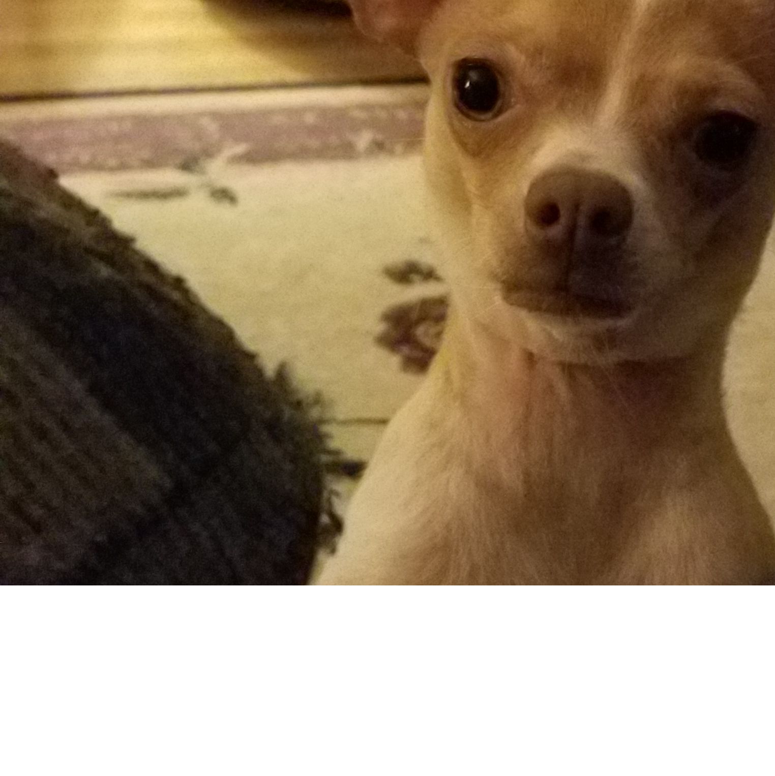 Profile of Chris Ericksen