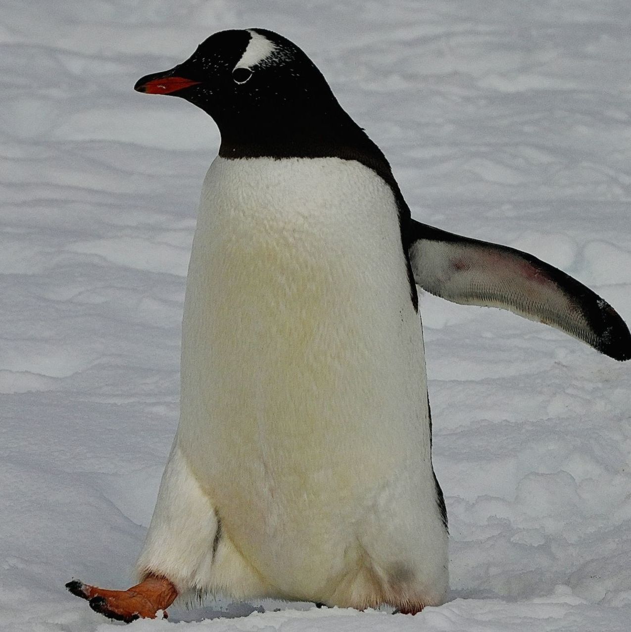 Profile of Maximilian Timmers