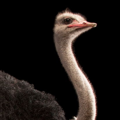 Profile of Adam Oestriech