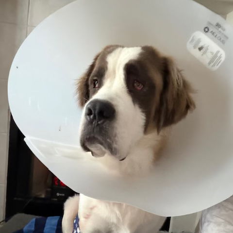 Profile of Bonnie McKee