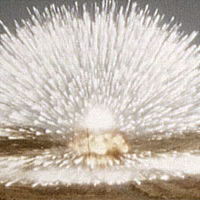 Profile of Todd Sundsmo