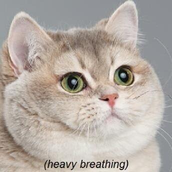 Profile of Noah Feldstein