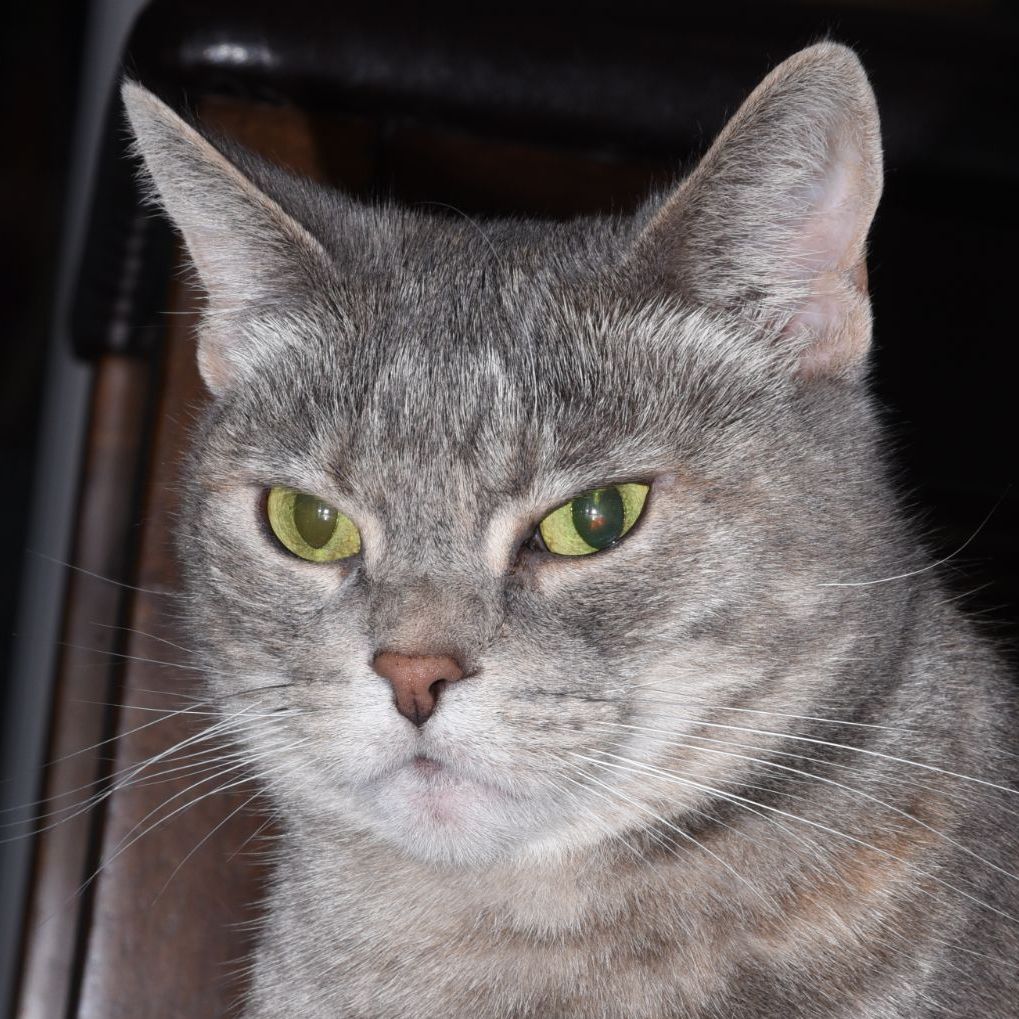 Profile of Joseph Chesanow