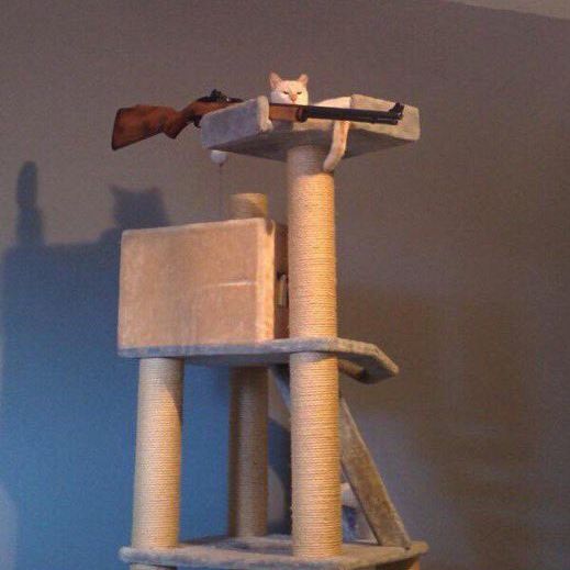 Profile of Alexander Spellman