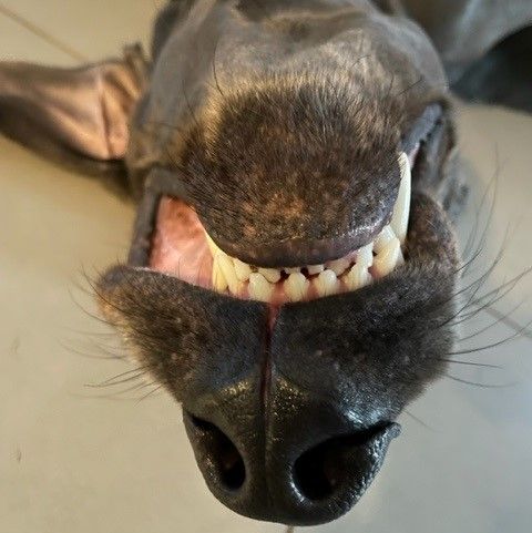 Profile of Antonio Llona