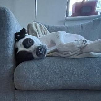 Profile of Lee Costello