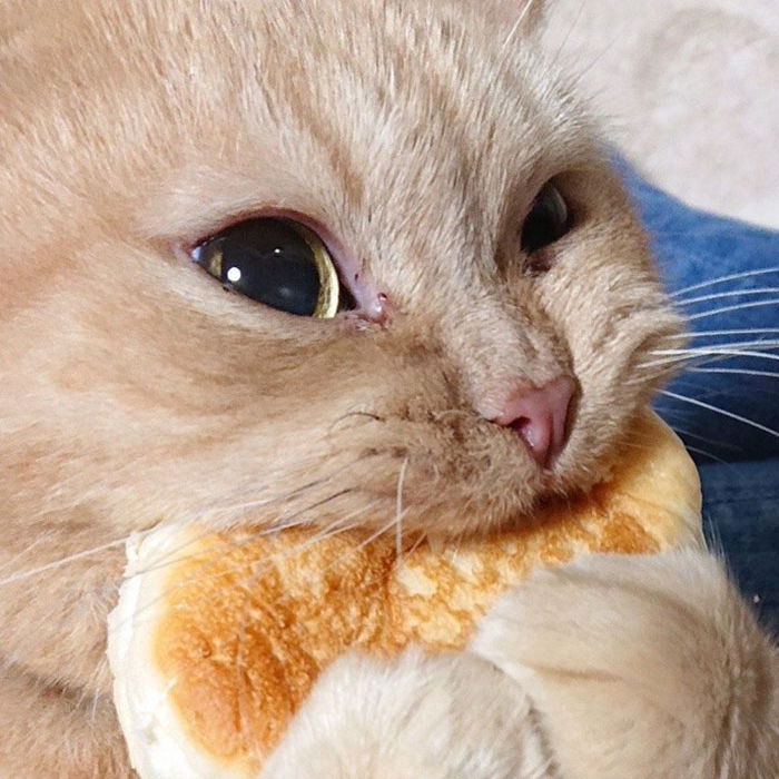 Profile of Philip Pham