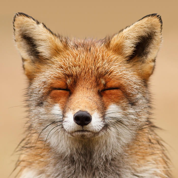 Profile of James (Wellie) Fox