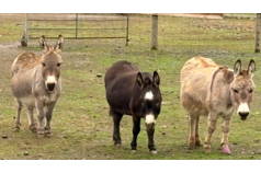 High Tea at a Home for Hooves
