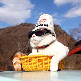 Profile of Adam Ojascastro