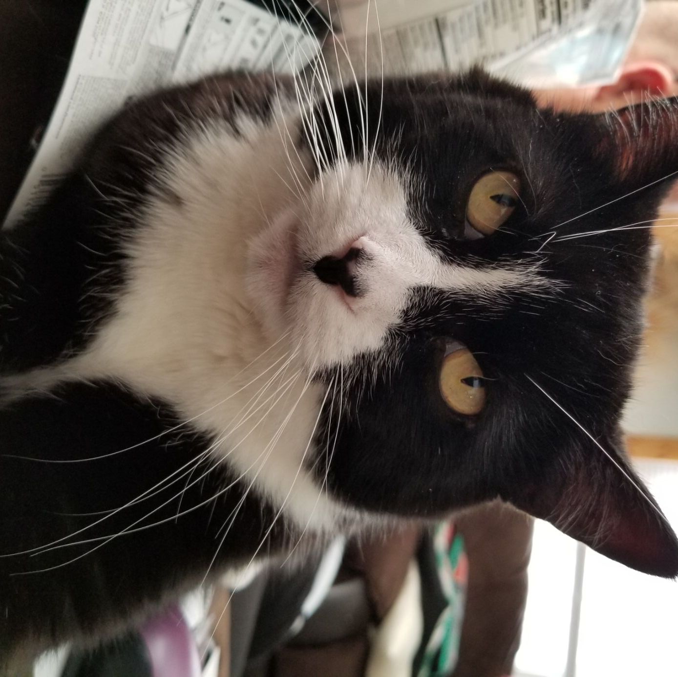 Profile of Henry Landers