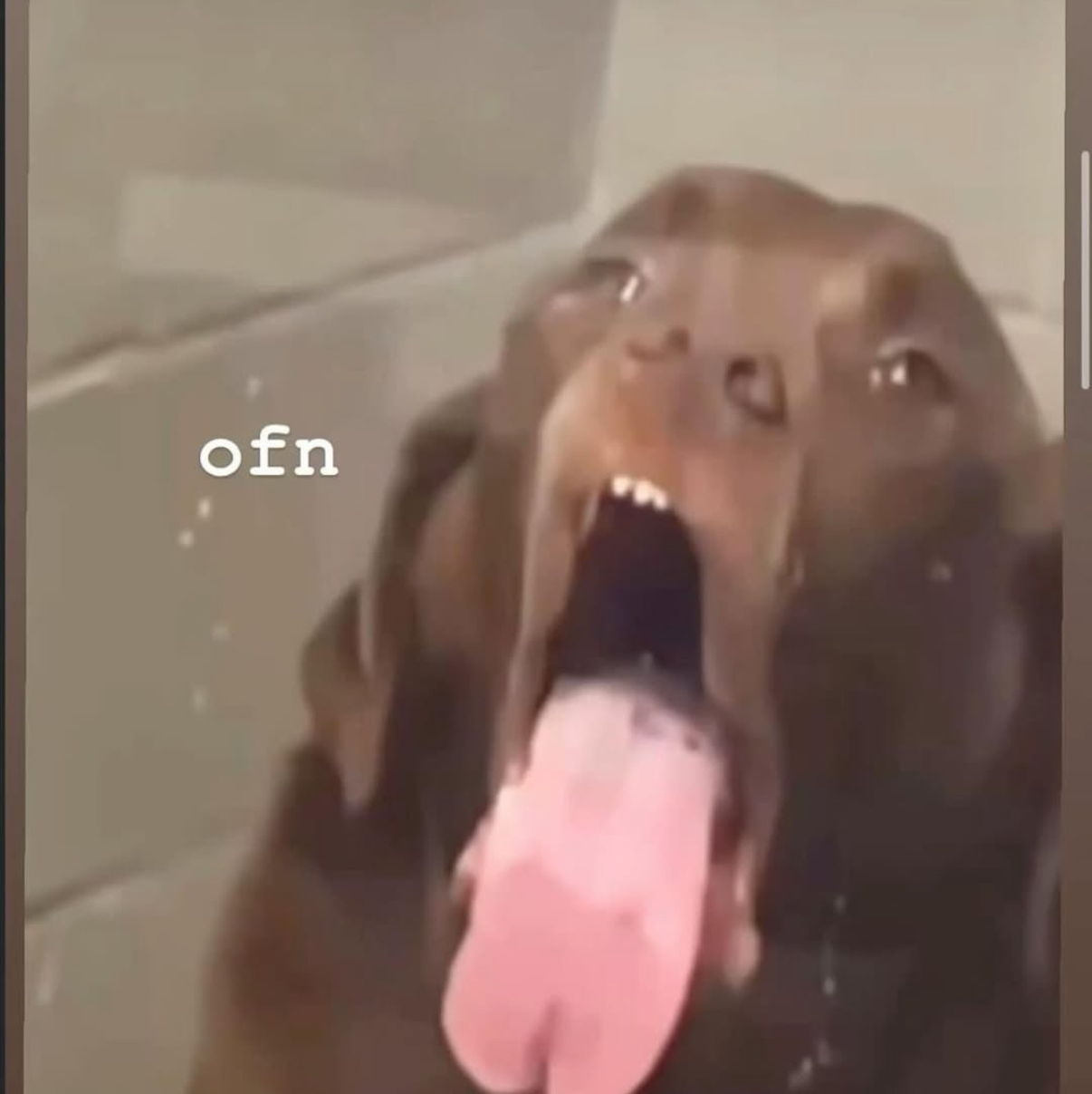 Profile of Jayden Chan