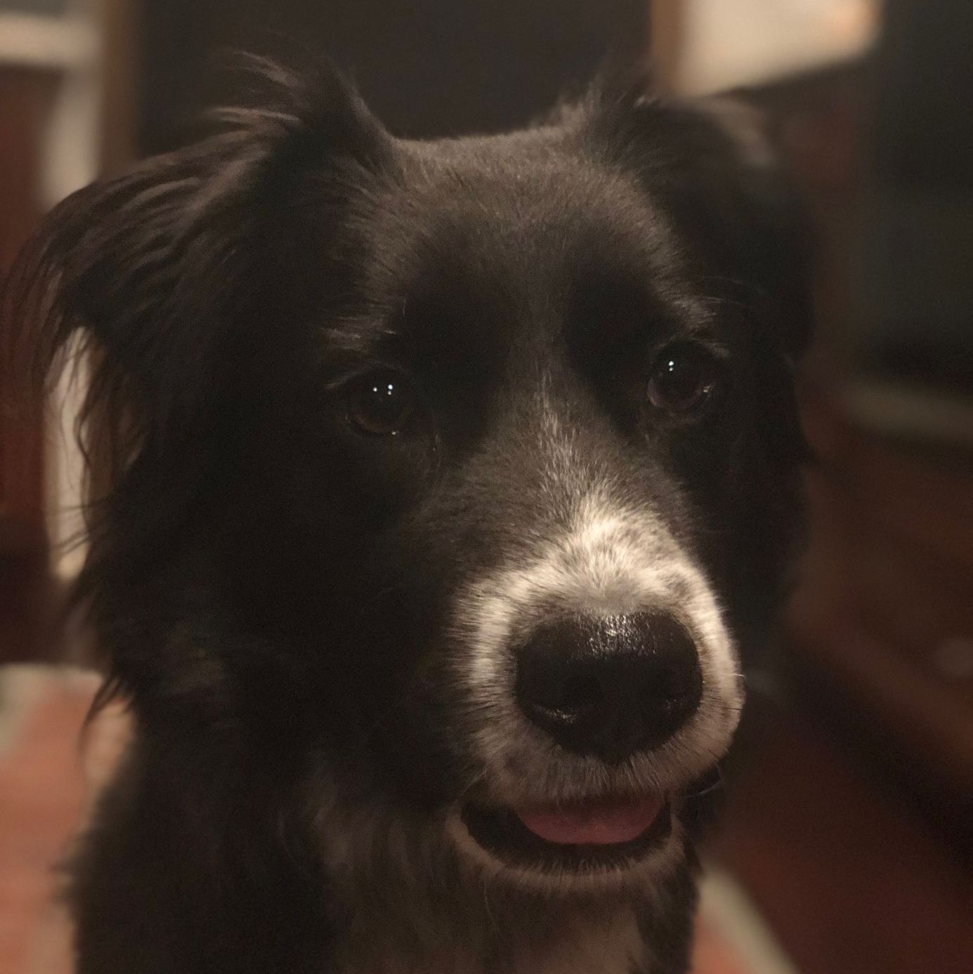 Profile of Szymon Salamon