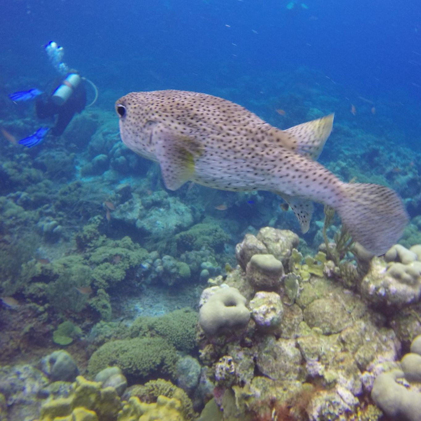 Profile of casey straub