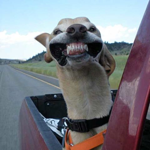 Profile of Richard Chabrajez