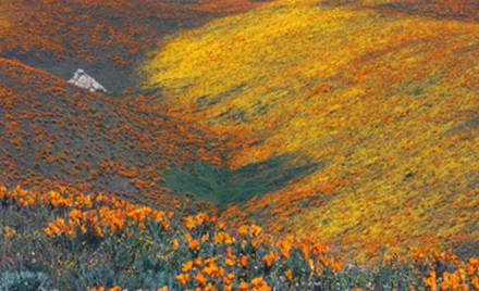 GPX Tour to the Poppy Reserve