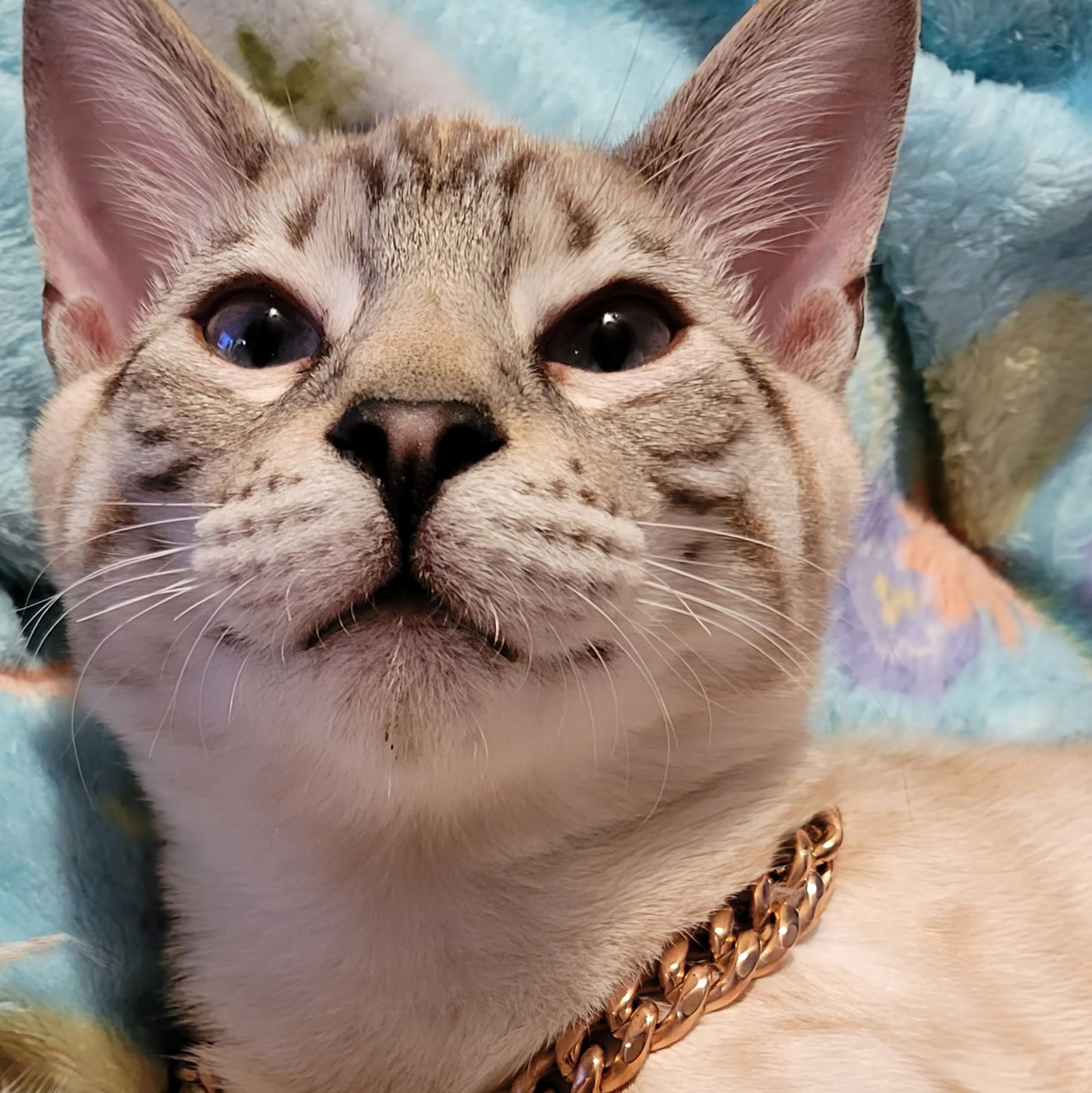 Profile of Kevin Apeck